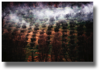 Olive trees